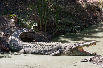 Saltwater Crocodile thermoregulating with it's mouth open