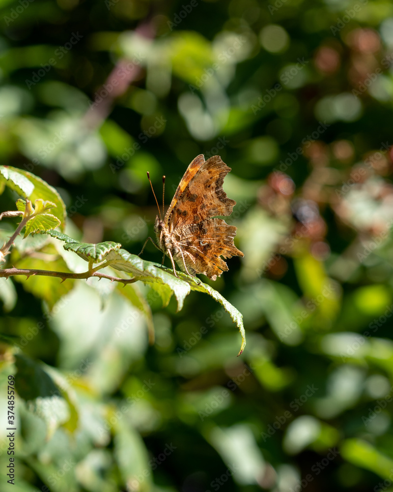 Poster closeup vertical shot of a butterfly on a green leaf