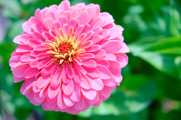 Cynia is bright pink flower on green background.