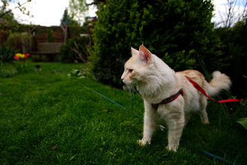 young maine-coon in harness and on a leash during a walk in the garden