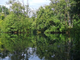 Fototapeta premium reflection of trees in the water
