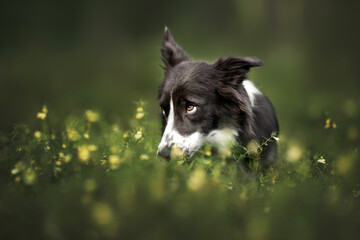 funny border collie dog portrait in grass and flowers, dog looking guilty