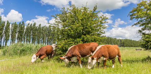 Panorama of brown cows in Kardinge near Groningen, Netherlands