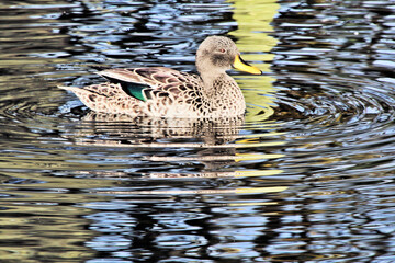 A view of a Yellow Billed Duck
