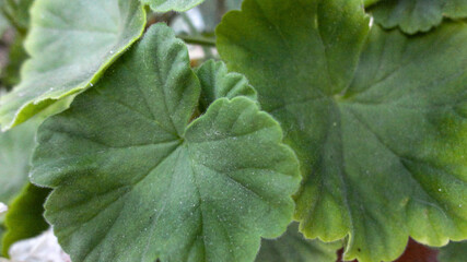 fresh green leaf close-up waiting for autumn at natural background