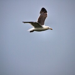 seagull in the sky