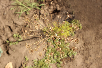 Dry dill umbrella growing in the garden, top view