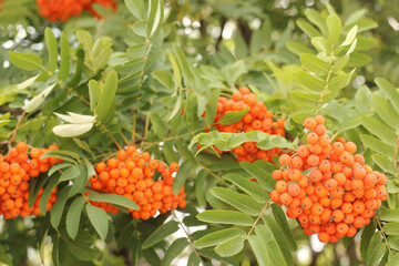 Berries of the Rowan or mountain ash tree