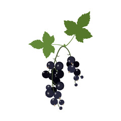 Vector illustration of a branch of black currant