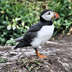 A view of a Puffin