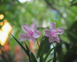 Close up of a flower pink blurred background, (Ruellia tuberosa Waterkanon)