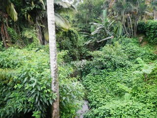Regenwald