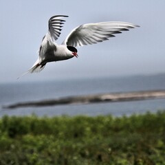 Fototapeta na wymiar An Arctic Tern in flight