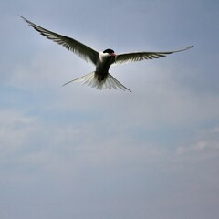 An Arctic Tern in flight