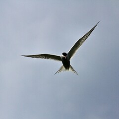 An Arctic Tern in flight