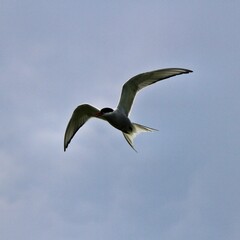An Arctic Tern in flight