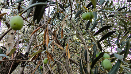 Olive tree with old textured  trunk. Old olive trees with intertwined. Traditional plantation of...