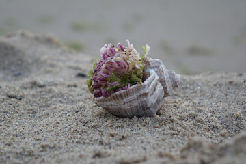 rapan shell on the sandy beach  