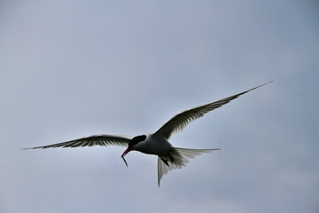 An Arctic Tern in flight