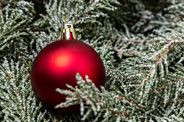 Red Christmas ball on the branches of a snowy spruce