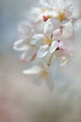 桜の花　春のイメージ