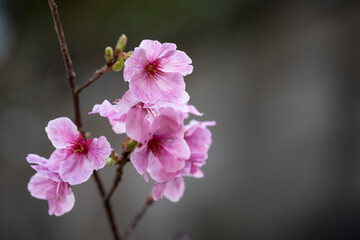 桜の花　春のイメージ