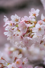 桜の花　春のイメージ