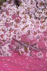 桜の花　春のイメージ