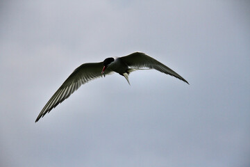 An Arctic Tern in flight