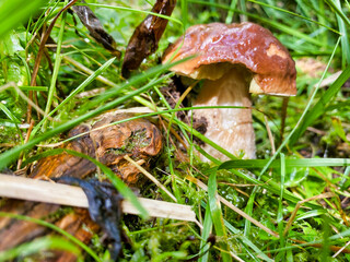 Boletus mushroom in the forest. Porcino from ground level