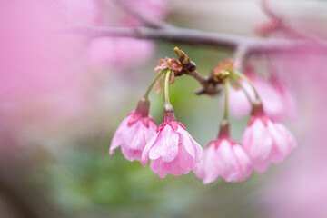 桜の花　春のイメージ