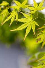緑のモミジ　初夏のイメージ