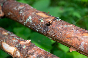 Tree trunks in the forest, close up