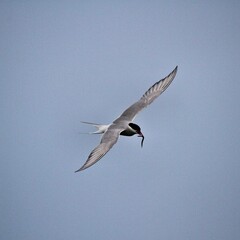 An Arctic Tern in flight