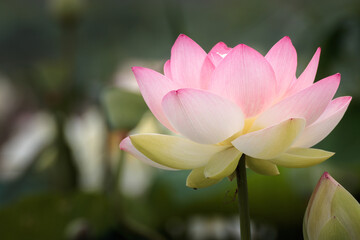 Obraz premium 蓮の花