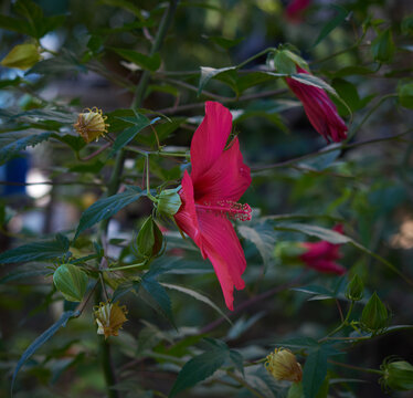 green hibiscus bush with red blooming flowers in the garden © nndanko