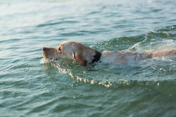 Fototapeta premium Yellow Labrador Swimming