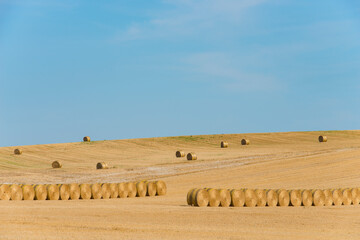 Harvest field with round straw bales in summer with blue sky.