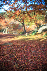 一面の落ち葉　秋のイメージ
