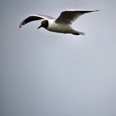 A Black Headed Gull in flight