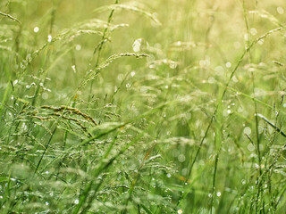 Drops of dew on the grass in defocus