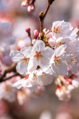 桜の花　春のイメージ