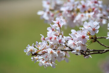桜の花　春のイメージ