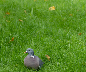Gołab na zielonej polanie z miejscem na tekst