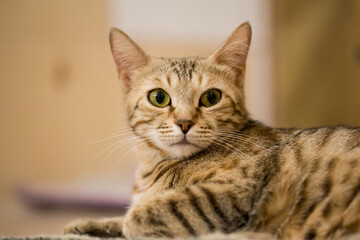 Naklejka na ściany i meble Portrait of brown european shorthair cat