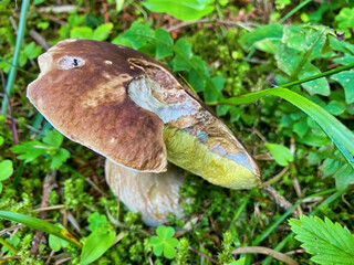 Giant boletus mushroom in the forest. Porcino in italian alps
