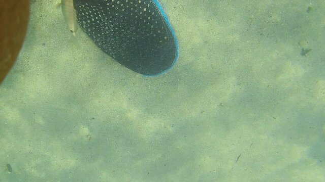 Small fish pinch the skin of the legs of people who are in the sea near the beach of Torre Pali, marina di Salve. Apulia, Italy