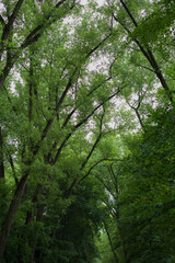green forest in the morning