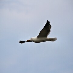seagull in the sky