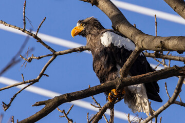 Steller's sea eagle (Haliaeetus pelagicus) sitting on a tree branch against a blue sky.